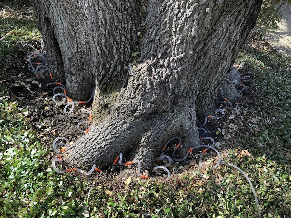 Detailed Shrub and Hedge Trimming job site in Lone Star