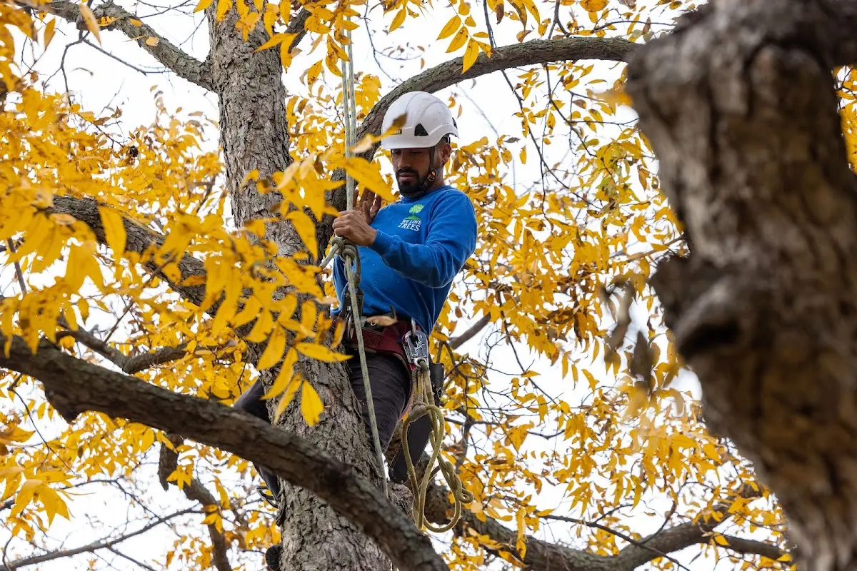 Skilled Tree Pruning crew working in Lone Star